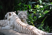 Текущее фото: В Сингапурском зоопарке. Белые тигры. 
Вернуться в галерею