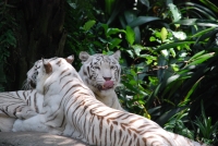 Предыдущее фото: В Сингапурском зоопарке. Белые тигры