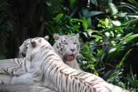 Следующее фото: В Сингапурском зоопарке. Белые тигры