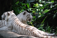 Текущее фото: В Сингапурском зоопарке. Белые тигры. 
Вернуться в галерею