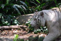 Предыдущее фото: В Сингапурском зоопарке