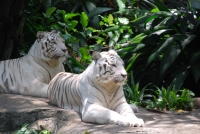 Следующее фото: В Сингапурском зоопарке
