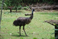 Следующее фото: В Сингапурском зоопарке. Биг бёрд