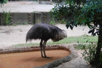 Следующее фото: В Сингапурском зоопарке