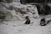 Следующее фото: В Сингапурском зоопарке. Бабуинчик