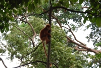 Текущее фото: В Сингапурском зоопарке. 
Вернуться в галерею