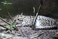 Предыдущее фото: В Сингапурском зоопарке. Леопардовая (бенгальская) кошка. Самое красивое на свете животное!