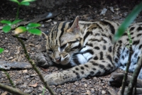 Текущее фото: В Сингапурском зоопарке. Леопардовая (бенгальская) кошка.. 
Вернуться в галерею