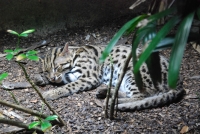 Следующее фото: В Сингапурском зоопарке. Леопардовая (бенгальская) кошка.