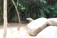 Предыдущее фото: В Сингапурском зоопарке. Дракончик.