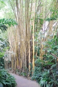 Текущее фото: Бамбук. 
Вернуться в галерею