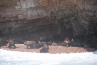Текущее фото: Морские львы и пара пингвинов. 
Вернуться в галерею